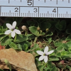 Lobelia pedunculata (Matted Pratia) at Shannons Flat, NSW - 28 Feb 2025 by AndyRoo