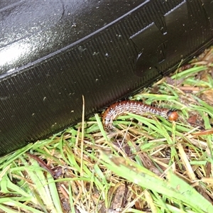 Lepidoptera unclassified IMMATURE (caterpillar or pupa or cocoon) at Mongarlowe, NSW - 11 Mar 2025 by Dron