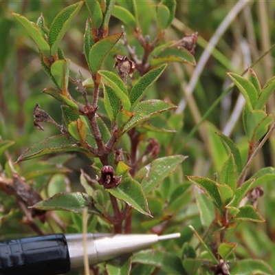 Podolobium procumbens (Trailing Shaggy-Pea) at Shannons Flat, NSW - 28 Feb 2025 by AndyRoo