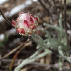 Leucochrysum albicans subsp. tricolor (Hoary Sunray) at Shannons Flat, NSW - 28 Feb 2025 by AndyRoo