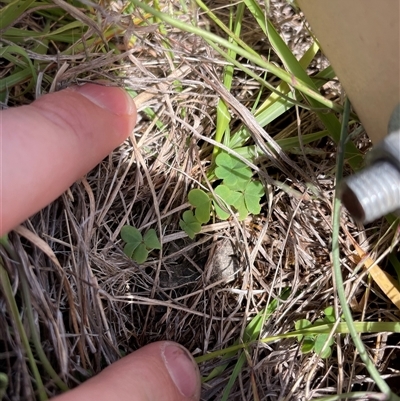 Oxalis sp. (Wood Sorrel) at Rendezvous Creek, ACT - 15 Feb 2025 by JamesVandersteen