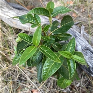 Viburnum tinus at Watson, ACT - 10 Mar 2025 10:21 AM