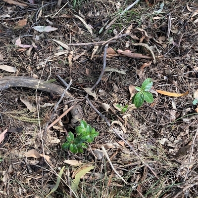 Viburnum tinus (Laurustinus) at Watson, ACT - Yesterday by waltraud