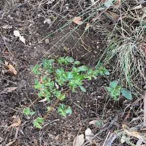 Viburnum tinus at Watson, ACT - 10 Mar 2025 10:32 AM