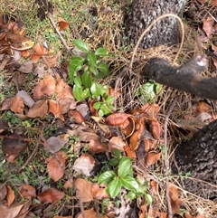 Viburnum tinus (Laurustinus) at Watson, ACT - Yesterday by waltraud