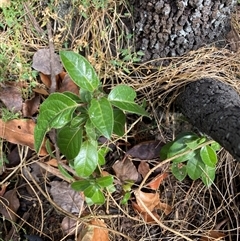 Viburnum tinus (Laurustinus) at Watson, ACT - Yesterday by waltraud