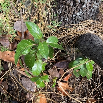 Viburnum tinus (Laurustinus) at Watson, ACT - Yesterday by waltraud