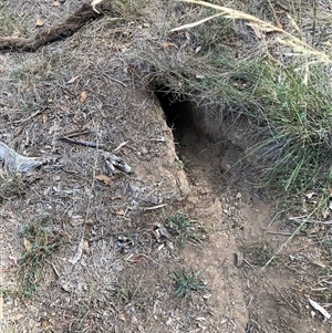 Oryctolagus cuniculus (European Rabbit) at Watson, ACT - 10 Mar 2025 by waltraud