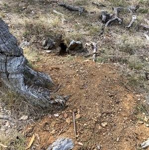 Oryctolagus cuniculus at Watson, ACT - Yesterday by waltraud