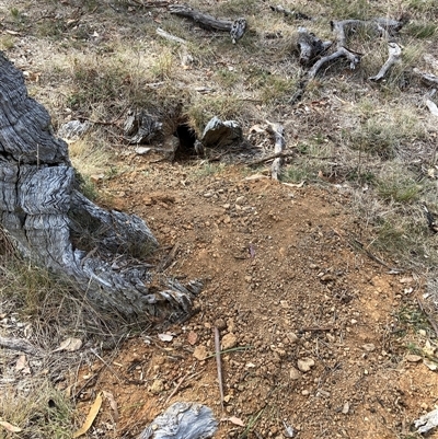 Oryctolagus cuniculus (European Rabbit) at Watson, ACT - 10 Mar 2025 by waltraud