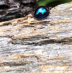 Halmus chalybeus (Steel-blue labybird) at Kungala, NSW - Today by donnanchris