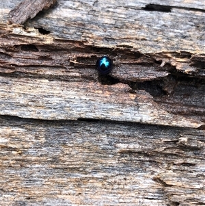 Halmus chalybeus at Kungala, NSW - Yesterday 02:12 PM