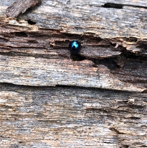 Halmus chalybeus at Kungala, NSW - 11 Mar 2025 02:12 PM