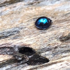 Halmus chalybeus at Kungala, NSW - 11 Mar 2025 02:12 PM