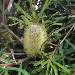 Banksia canei (Mountain Banksia) at Shannons Flat, NSW - 28 Feb 2025 by AndyRoo