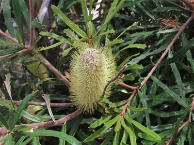 Banksia canei (Mountain Banksia) at Shannons Flat, NSW - 28 Feb 2025 by AndyRoo