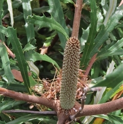 Banksia canei at Shannons Flat, NSW - 28 Feb 2025 12:39 PM