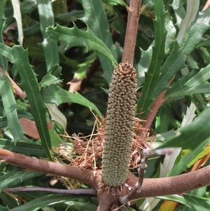 Banksia canei at Shannons Flat, NSW - 28 Feb 2025 12:39 PM