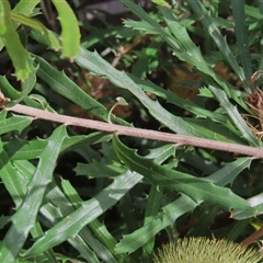 Banksia canei at Shannons Flat, NSW - 28 Feb 2025 12:39 PM