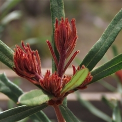 Banksia canei at Shannons Flat, NSW - 28 Feb 2025 12:39 PM