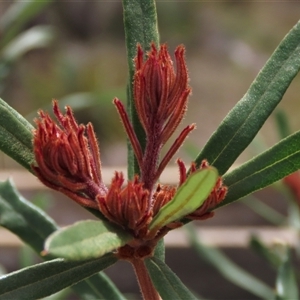 Banksia canei at Shannons Flat, NSW - 28 Feb 2025 12:39 PM