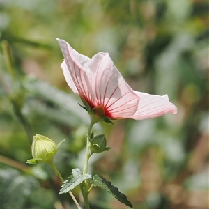 Pavonia hastata at Uriarra Village, ACT - Yesterday 01:28 PM