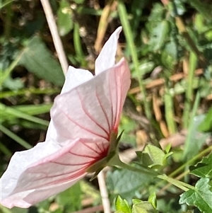 Pavonia hastata (Spearleaf Swampmallow) at Uriarra Village, ACT - 11 Mar 2025 by RAllen