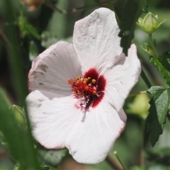 Pavonia hastata at Uriarra Village, ACT - Yesterday 01:28 PM