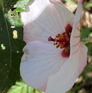 Pavonia hastata at Uriarra Village, ACT - Yesterday 01:28 PM