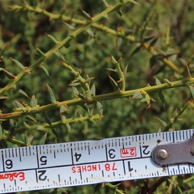 Daviesia ulicifolia subsp. ruscifolia (Broad-leaved Gorse Bitter Pea) at Shannons Flat, NSW - 28 Feb 2025 by AndyRoo