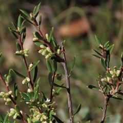 Monotoca scoparia (Broom Heath) at Shannons Flat, NSW - 28 Feb 2025 by AndyRoo