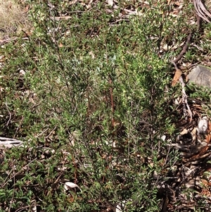 Monotoca scoparia at Shannons Flat, NSW - 28 Feb 2025 03:24 PM