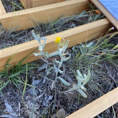 Chrysocephalum apiculatum at Rendezvous Creek, ACT - 17 Feb 2025 by JamesVandersteen