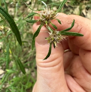 Euchiton sp. at Kangaroo Valley, NSW - suppressed