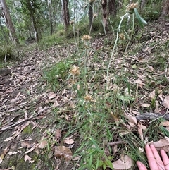 Euchiton sp. at Kangaroo Valley, NSW - suppressed