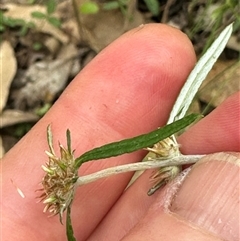 Euchiton sp. at Kangaroo Valley, NSW - suppressed