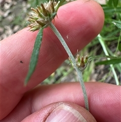 Euchiton sp. at Kangaroo Valley, NSW - suppressed