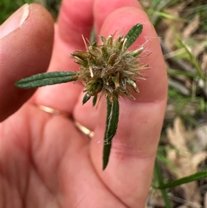 Euchiton sp. at Kangaroo Valley, NSW - suppressed