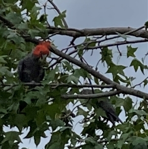 Callocephalon fimbriatum (Gang-gang Cockatoo) at Curtin, ACT - 10 Mar 2025 by iancurtin