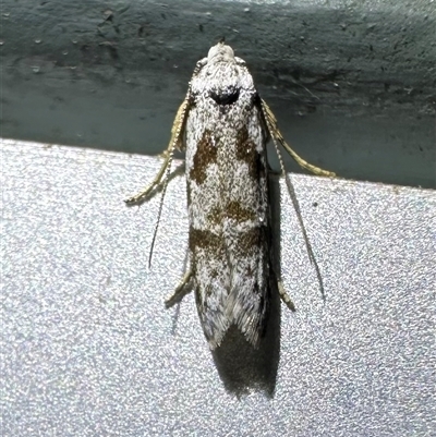 Oxythecta hieroglyphica (A scat moth) at Depot Beach, NSW - 18 Feb 2025 by Pirom