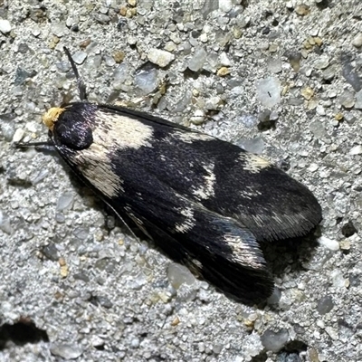 Palimmeces leucopelta (A concealer moth) at Reid, ACT - 9 Mar 2025 by Pirom