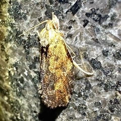 Cryptoptila immersana (A Tortricid moth) at Reid, ACT - 10 Mar 2025 by Pirom