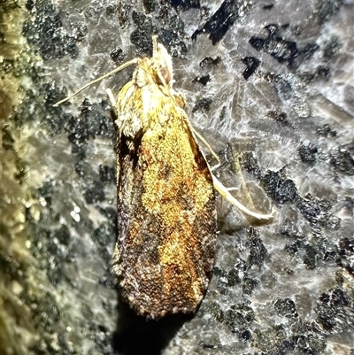 Cryptoptila immersana (A Tortricid moth) at Reid, ACT - 10 Mar 2025 by Pirom