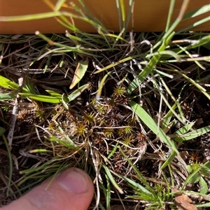 Syntrichia sp. (genus) at Rendezvous Creek, ACT - 17 Feb 2025 by JamesVandersteen