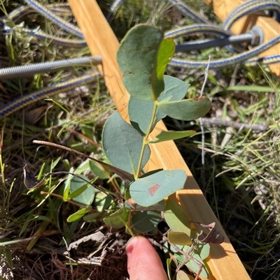 Eucalyptus stellulata (Black Sally) at Rendezvous Creek, ACT - 17 Feb 2025 by JamesVandersteen