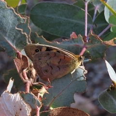 Heteronympha paradelpha (Spotted Brown) at Shannons Flat, NSW - 28 Feb 2025 by AndyRoo