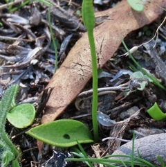 Ophioglossum lusitanicum (Adder's Tongue) at Shannons Flat, NSW - 28 Feb 2025 by AndyRoo