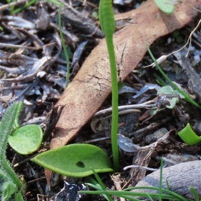 Ophioglossum lusitanicum (Adder's Tongue) at Shannons Flat, NSW - 28 Feb 2025 by AndyRoo