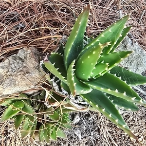 Aloe sp. at Isaacs, ACT - 11 Mar 2025 by Mike