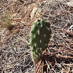 Opuntia sp. (Prickly Pear) at Isaacs, ACT - 11 Mar 2025 by Mike